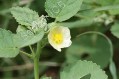 Sida cordata